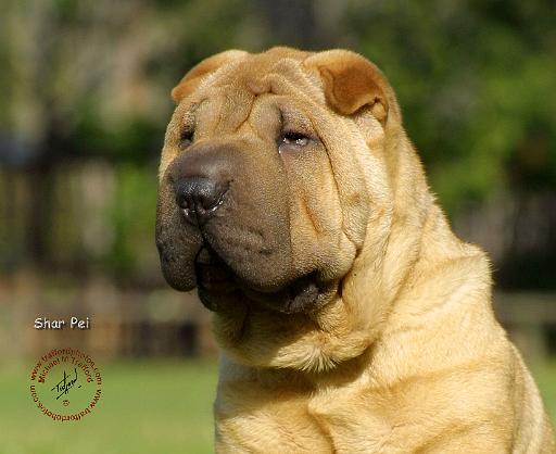 Shar Pei 9M100D-045.JPG